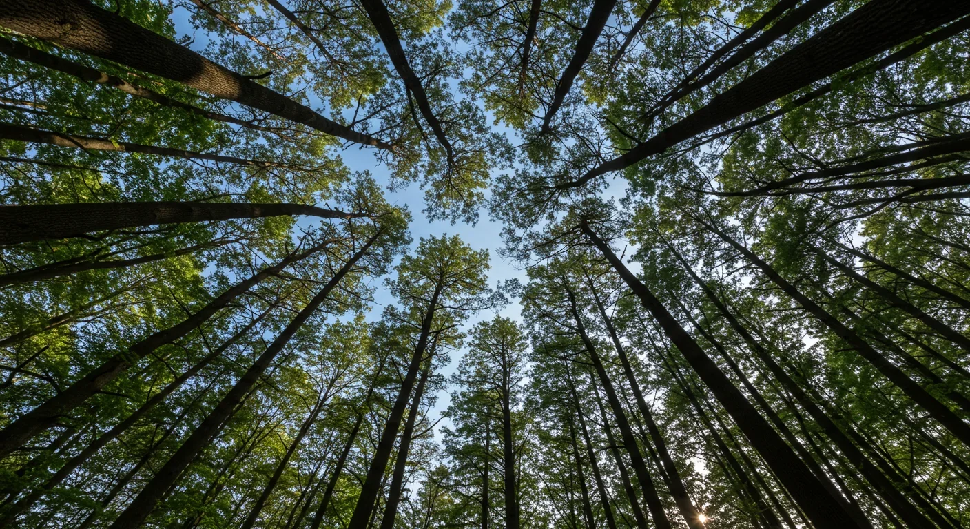 Crown Shyness: The Mystery of Tree Canopy Gaps Explained