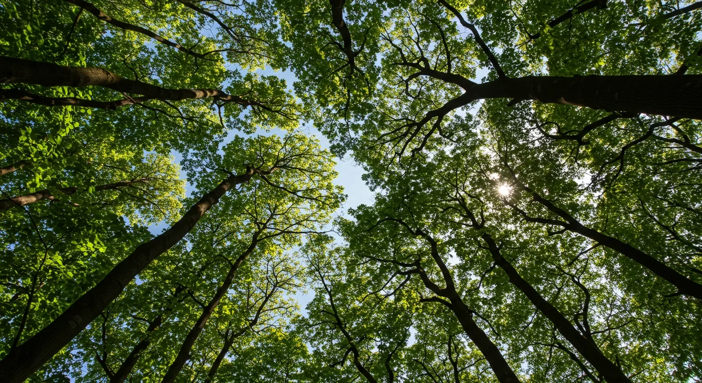 Looking up at forest canopy showing synchronized photosynthetic activity